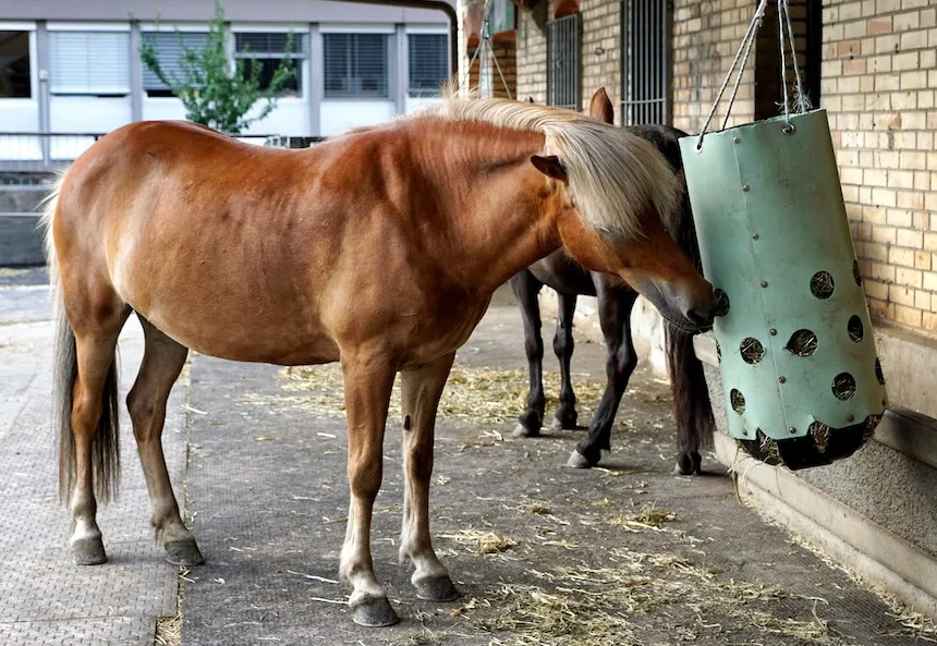 Il est important de budgétiser correctement son projet d’hébergement de son cheval à la maison, le coût des équipements nécessaires pouvant rapidement grimper.