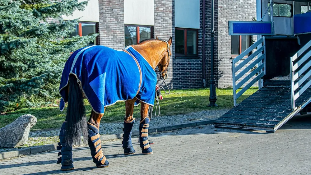 Il est primordial de bien protéger ses chevaux pendant un transport.