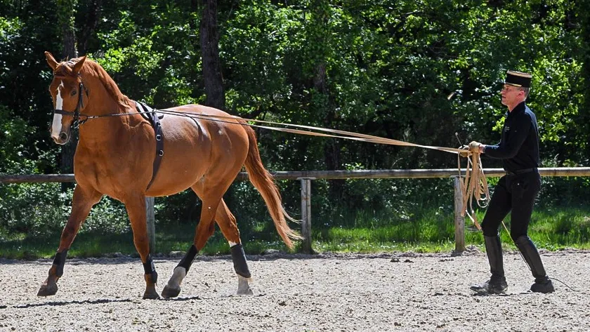 Olivier Puls, écuyer du Cadre noir de Saumur, au travail aux longues rênes.