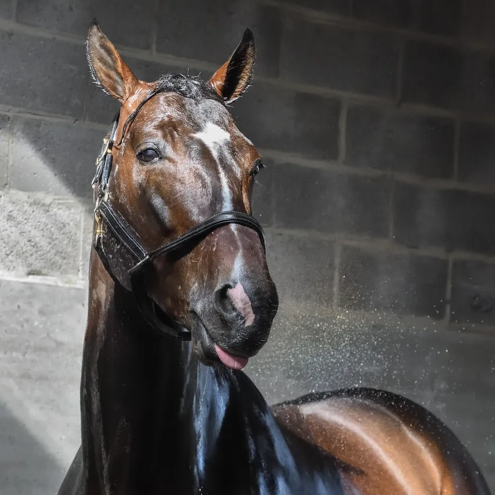 La douche est le premier soin d’hydrothérapie commun à tous les cavaliers.
