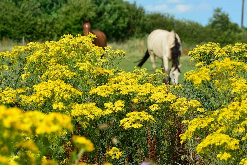 Très envahissant depuis l’apparition des périodes de sécheresse intense, le séneçon de Jacob est toxique pour le cheval.