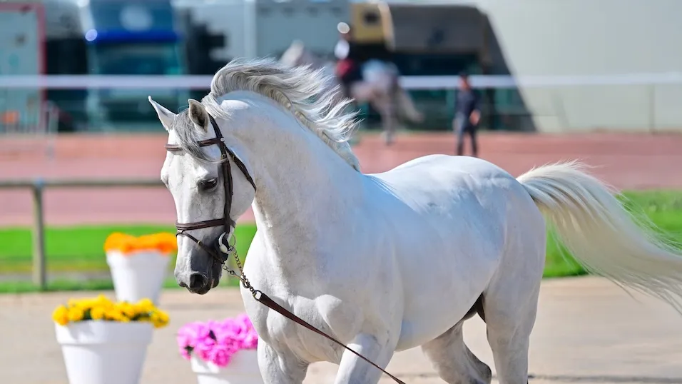 Ekano DKS est un étalon plein de promesses.