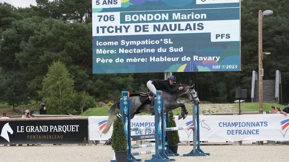 Sacré meilleur cinq ans parmi les hongres et mâles, Itchy de Naulais est un fruit de l’élevage familial de sa cavalière, Marie Bondon.
