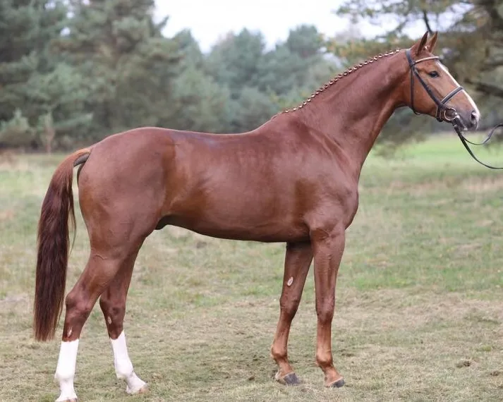 Edward 28, le père de King Edward.