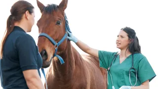 À ce jour, seule une gastroscopie réalisée sous contrôle vétérinaire permet de contrôler la présence et la gravité des ulcères, d’autant que le cheval, animal proie, a tendance à masquer ses symptômes.