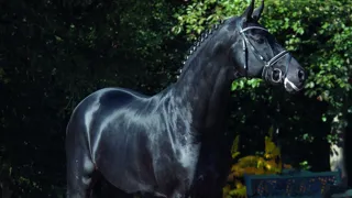 Fürstenball domine le classement selon le BDR, devançant de peu Don Juan de Hus et Danciano. 