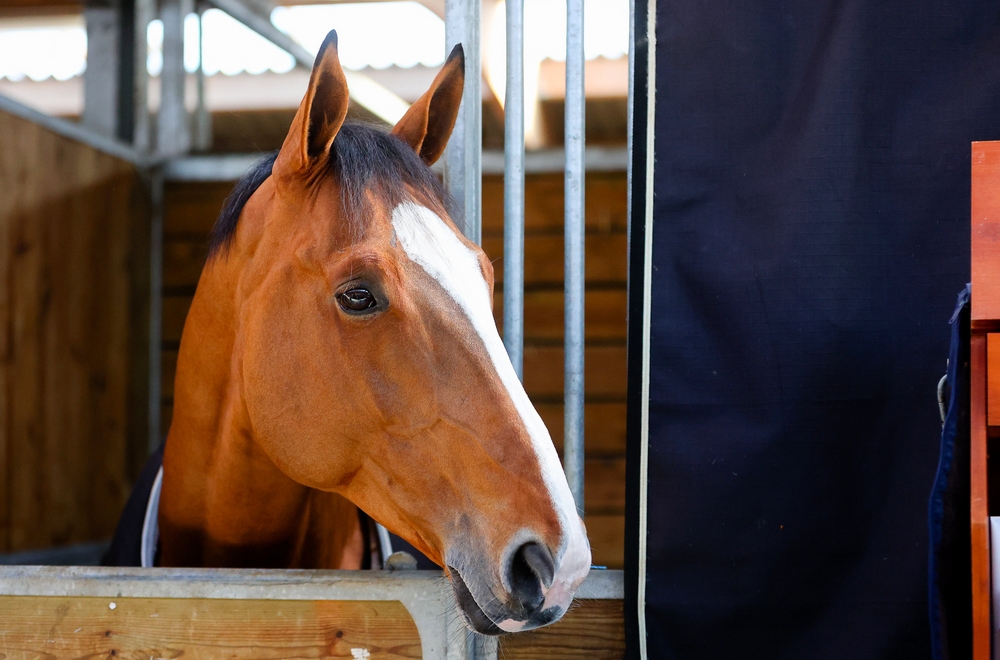 Cheval porteur a vendre deals