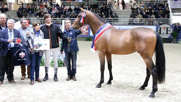 Hors Norme du Lavoir champion des étalons Selle Français