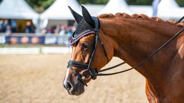 Cette année, le Sologn’Pony et les Grandes Semaines de jumping, hunter et dressage se dérouleront à Fontainebleau.