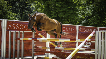 Elfe de Pompadour, un produit 100% complet, champion des 3 ans AA section III