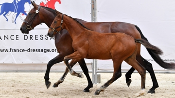 Rumi de Saint-Jean a été couronné champion des foals mâles à orientation dressage lors des finales France Dressage en 2021, à Yvré-L’Évêque
