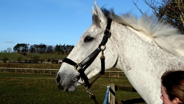 5x Aintree winner Monets Garden is a previous award winner