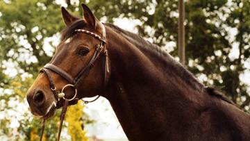 La lignée mâle de l’étalon Cor de la Bryère est la plus représentée parmi les cent meilleurs chevaux mondiaux.