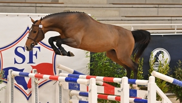 Memphis de Kermor est le nouveau champion des étalons Selle Français de deux ans