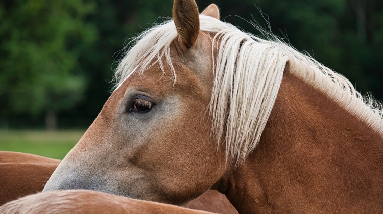 “La communication animale sert à obtenir des clés et des outils”, Gireg Le Coz