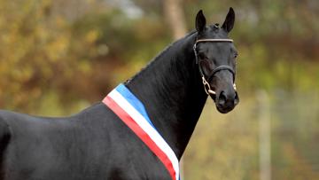Voué à la reproduction depuis ses onze ans, Diarado figure depuis 2022 au premier rang du classement des étalons de concours complet édité par la Fédération mondiale de l’élevage de chevaux de sport.