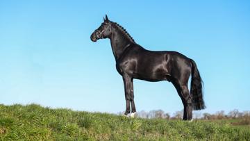Voué à la reproduction depuis ses onze ans, Diarado figure depuis 2022 au premier rang du classement des étalons de concours complet édité par la Fédération mondiale de l’élevage de chevaux de sport.