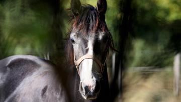 Le Stud-book Selle Français lance une campagne, dont l'objectif est de savoir si les chiffres recueillis seront corrélés ou non aux futures performances des chevaux concernés.
