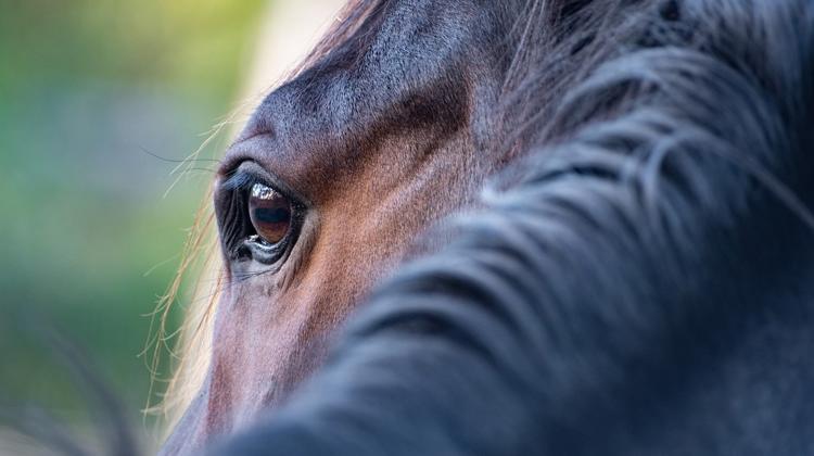 “Lorsque je vois un cheval, ce qui m’intéresse, c’est de percevoir les émotions telles qu’il les ressent, ainsi que les événements qui ont généré ces émotions”, explique Virginie Cortes. 