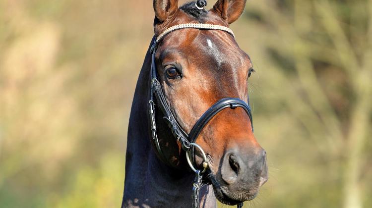 Fidertanz est septième du classement des meilleurs étalons de dressage édité par la Fédération mondiale de l’élevage de chevaux de sport en 2022.