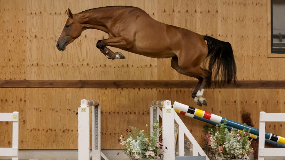 Umami van de Bien als 3-jarige tijdens de Horse Auction Belgium