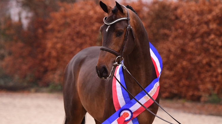 Corroniolo est le nouveau champion des étalons du Holstein
