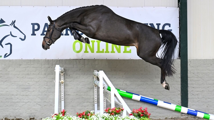Shanna Balia van Koldaard was de veilingtopper