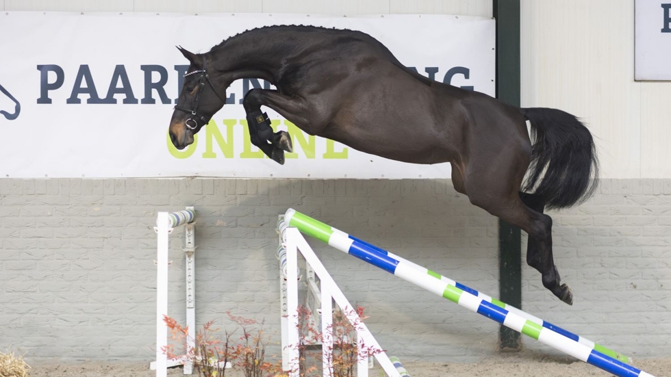 Levi VDL-dochter Rhianna brengt €11.500 op 