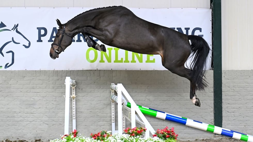 Shanna Balia van Koldaard was de veilingtopper
