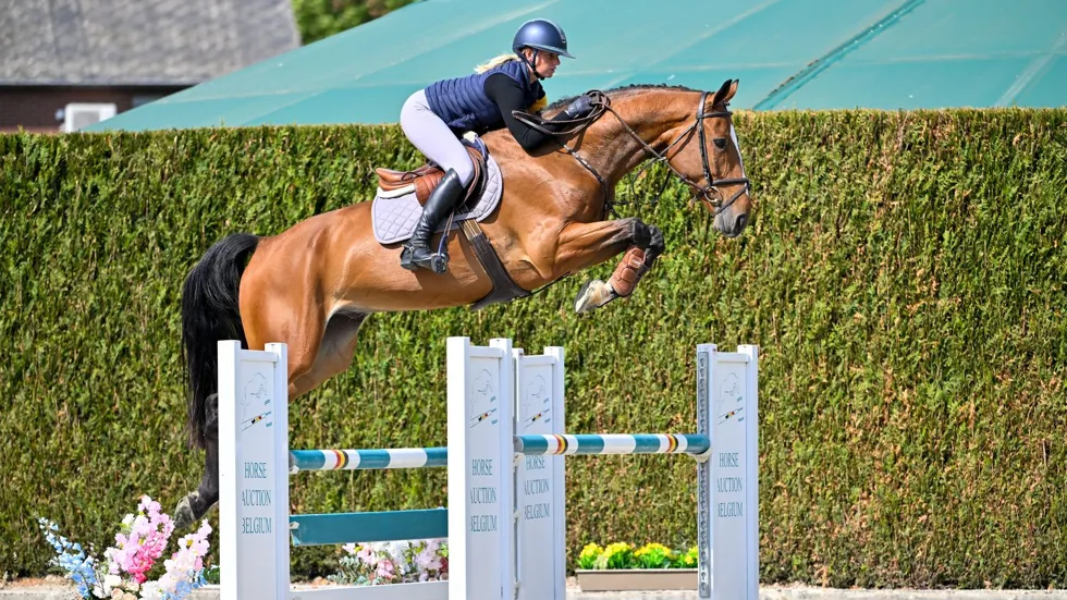 Tasco eerder dit jaar tijdens de veilingcollectie van Horse Auction Belgium