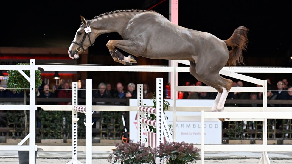 BWP Top Stallion Auction vanavond