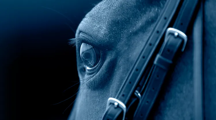Destrier dévoile sa nouvelle gamme, conçue pour accompagner chaque cheval au quotidien.