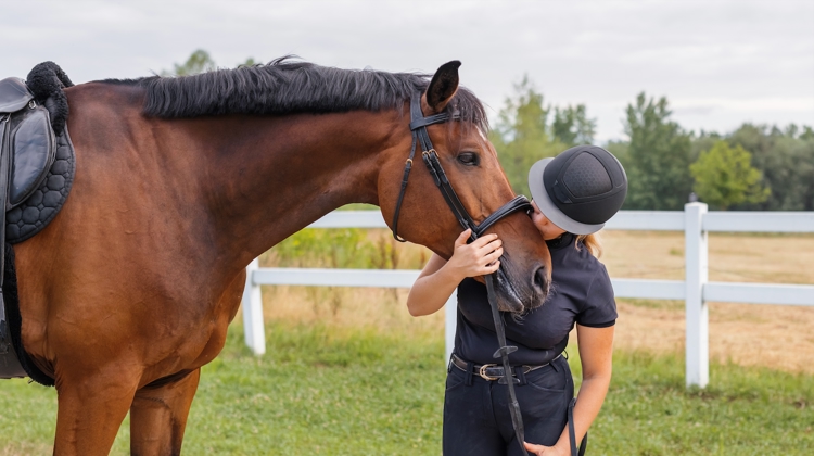 Sodi cheval