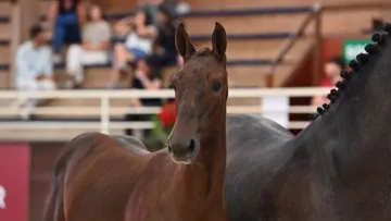 Doriana van de Bisschop de Trasserra est la pouliche de l’année la mieux vendue de la première soirée des ventes Élite Fences