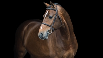 Trente-sixième du classement mondial des étalons de la Fédération mondiale de l’élevage de chevaux de sport, Bustique est un étalon à la descendance confidentielle mais de qualité.