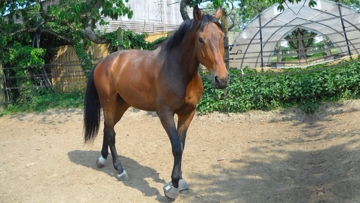Cette nouvelle épizootie d’herpèsvirose a causé la mort de douze chevaux.