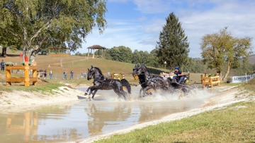 Ici aux Mondiaux d’attelage à quatre chevaux de Pratoni del Vivaro en 2022, Sébastien Vincent intègre l’encadrement fédéral au poste d’entraîneur adjoint en charge des équipes de France Poneys.