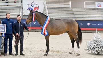 Mickaël Varliaud, l’homme à la tête du colossal élevage de Riverland, pose ici à gauche de Junesco de Riverland, sacré champion Selle Français des mâles de deux ans en 2021.