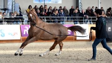 Fusario d’Boissailles, meilleur produit de ce petit élevage, est un fils d’Ogrion des Champs, ici en photo à une présentation d’étalons.