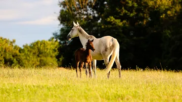 Le monde de l’élevage doit rester vigilant quant à l’épizootie d’artérite virale équine actuellement en cours
