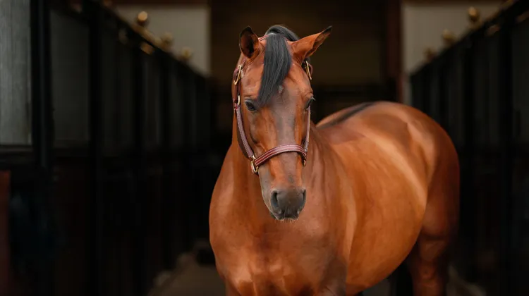 Armitages Boy nous a quittés