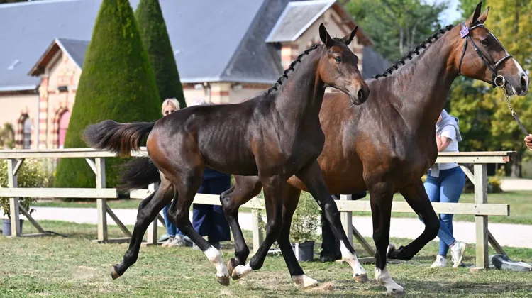Qiesa Rose D Chaumes est la nouvelle championne suprême des foals Selle Français