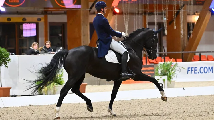 Daenerys a été sacrée championne de France des chevaux de sept ans