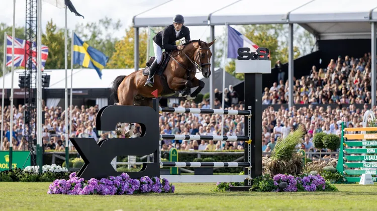 Vainqueur du Grand Prix du CSI 5* de Bruxelles en août, Gangster Montdésir est le meilleur Selle Français de la saison selon le classement de la WBFSH.