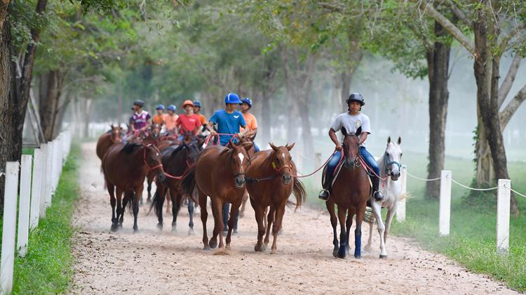 Les poneys de polo sur les pistes de galop du Thai Polo and Equestrian Club, un matin.