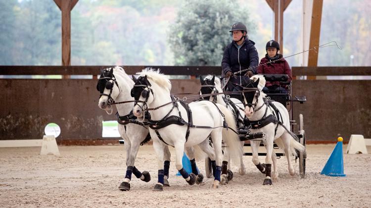 Louise Fillon et quatre de ses poneys en plein travail lors d’un stage organisé à Lamotte-Beuvron.