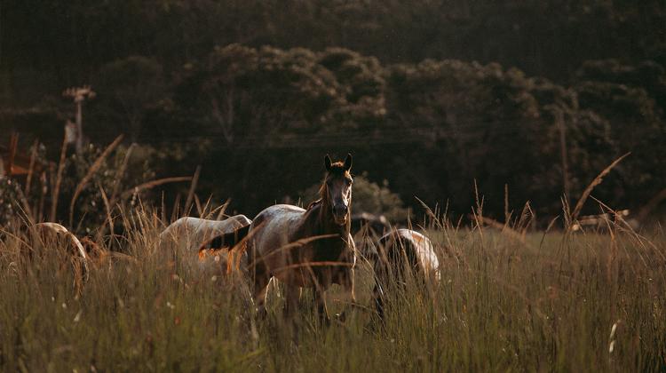 44 % des lecteurs sondés hébergent leurs chevaux 100 % à l’extérieur, en toute saison.