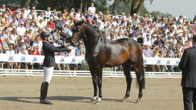 Le Holsteiner Catoo (Con Air x Caletto I) avait créé une petite sensation en battant les chevaux de dressage sur leur terrain pour devenir champion d’Allemagne des étalons Chevaux de selle de quatre ans, en 2011.