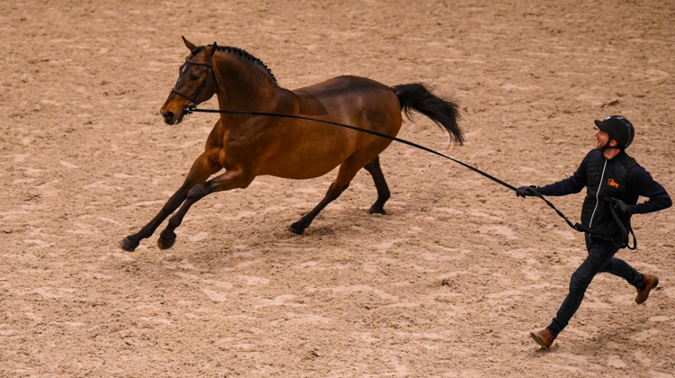 Travaillant sous le régime de la location, le haras de la Bouloye accueille cette année Chaplin, vainqueur de la finale de la Coupe du monde avec le Suisse Martin Fuchs en 2022.