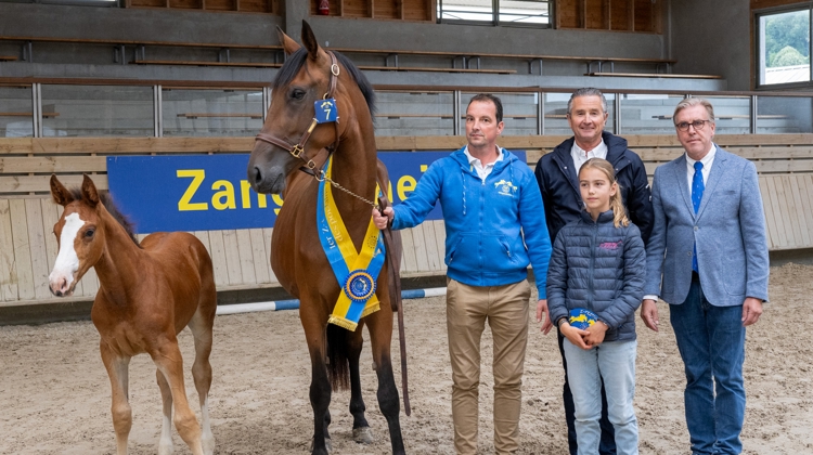 Ici à gauche, Athletix des Flagues a remporté le championnat Z France des foals mâles